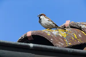 Sing: House Sparrow - male singing from roof in breeding