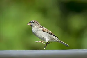 Scilly: House Sparrow - Male on Table - Isles of Scilly - UK