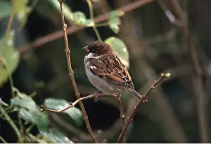 Sparrows: House SPARROW - male on twig