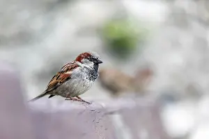 Blurred: House Sparrow - Male - UK