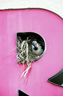 Ploceidae: House Sparrow in Nest