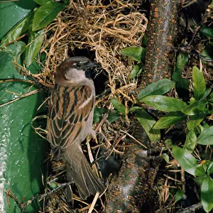 Brian Bevan: House Sparrow - at nest