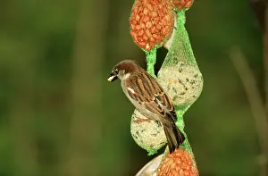 Suet: House SPARROW - on on seeds, nut & suet feeder