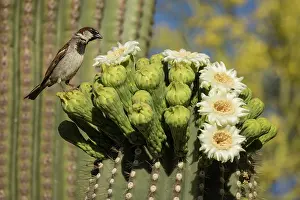 Saguaro: house sparrow (Passer domesticus), on saguaro, introduced sp
