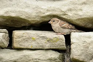 Passer: House Sparrow (Passer domesticus) adult female
