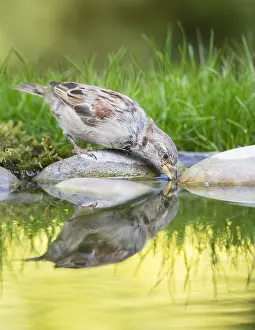 Thirsty: House Sparrow (Passer domesticus) drinking, Eng