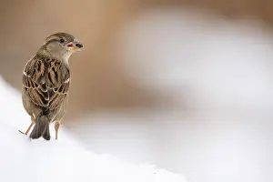 Colds: House sparrow (Passer domesticus) eating on snow