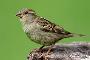 Lorraine: House sparrow (Passer domesticus) Female laid on