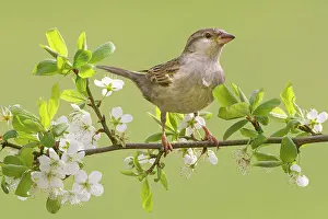 Perching: House Sparrow ( Passer domesticus) female perching on flower