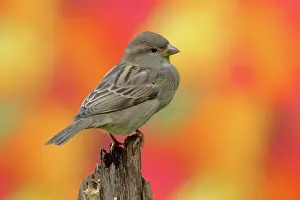 Deadwood: House sparrow (Passer domesticus) Female, sitting