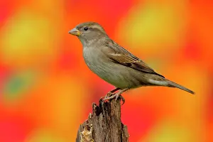 Passer: House sparrow (Passer domesticus) Female, sitting