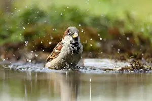 Passer: House sparrow (Passer domesticus), male, bathing