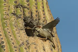 150719: house sparrow (Passer domesticus), male, bringing