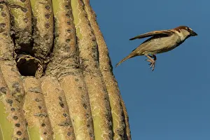150719: house sparrow (Passer domesticus), male, flying