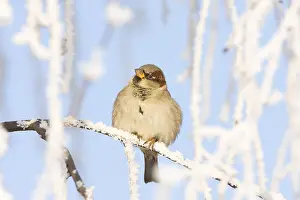 Ameide: House Sparrow ( Passer domesticus) male perched