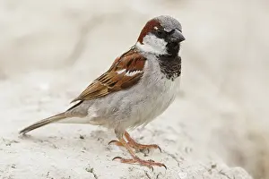 Sparrow: House Sparrow (Passer domesticus) - male perched
