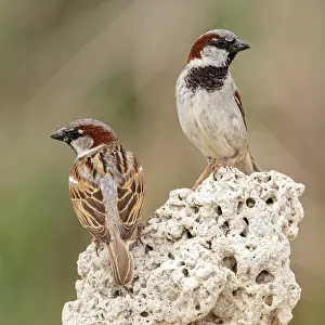 Sparrow: House Sparrow (Passer domesticus) - male perched