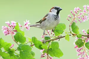 Perching: House Sparrow ( Passer domesticus) male perching on flowerin