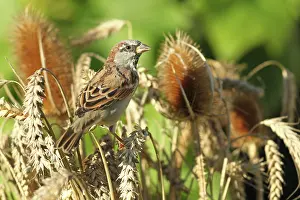 Wheatfield: House sparrow ( Passer domesticus) Males foraging