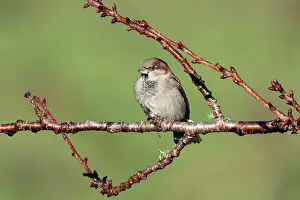 Sparrow: House Sparrow (Passer domesticus), Nelson, South
