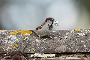 Ethnic: House sparrow, (Passer domesticus), single male