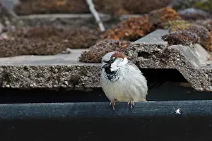 Ethnic: House sparrow, (Passer domesticus), single male