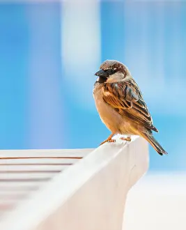 Chair: House sparrow (Passer domesticus) or sparrow or