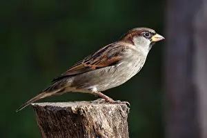Sparrow: House sparrow (Passer domesticus) on tree stump