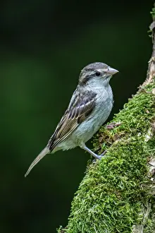 Eifel: House sparrow (Passer domesticus), Volcanic Eifel
