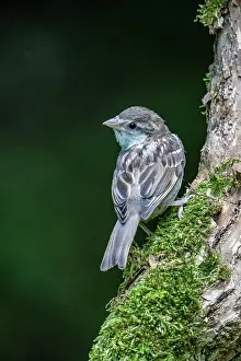 Eifel: House sparrow (Passer domesticus), Volcanic Eifel