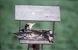 Tables: HOUSE SPARROW - x five, at bird table