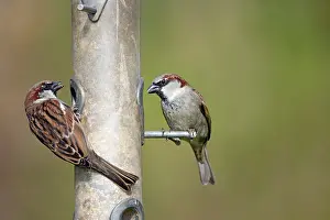 Feeders: House Sparrows