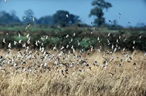 Sparrows: HOUSE SPARROWS - flock