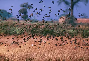 Katie Urry: House SPARROWS - flying low over field
