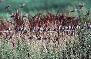 Wire: HOUSE SPARROWS - gathering on wire