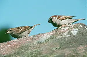 Ake Lindau: HOUSE SPARROWS - pair, on rock