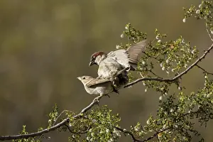 Passer: house sparrows (Passer domesticus), mating, introduced speci