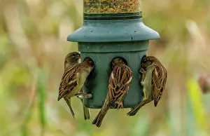 Colonial: House sparrows, Passer domesticus, feeding at ga