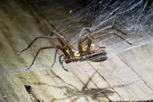 Tegenaria: House Spider