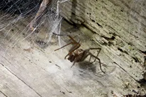 Tegenaria: House Spider