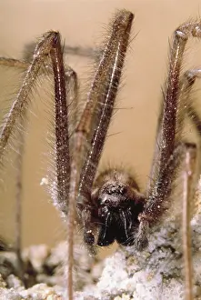 Tegenaria: House SPIDER