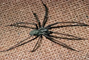 Crawling: HOUSE SPIDER