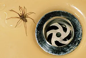 Tegenaria: House Spider - in the bath by plughole
