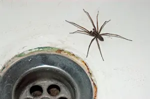 Tegenaria: House Spider - commonly found coming out of bath plugholes
