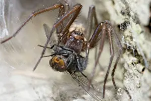 Tegenaria: House Spider feeding on fly