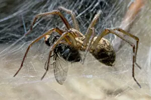 Tegenaria: House Spider feeding on fly