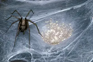 Tegenaria: House spider - Female on its silk web