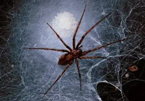 Tegenaria: House spider - female on its web keeping its eggs