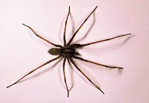 Tegenaria: House SPIDER - hairy