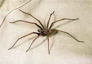 Tegenaria: House SPIDER - hairy, on cloth
